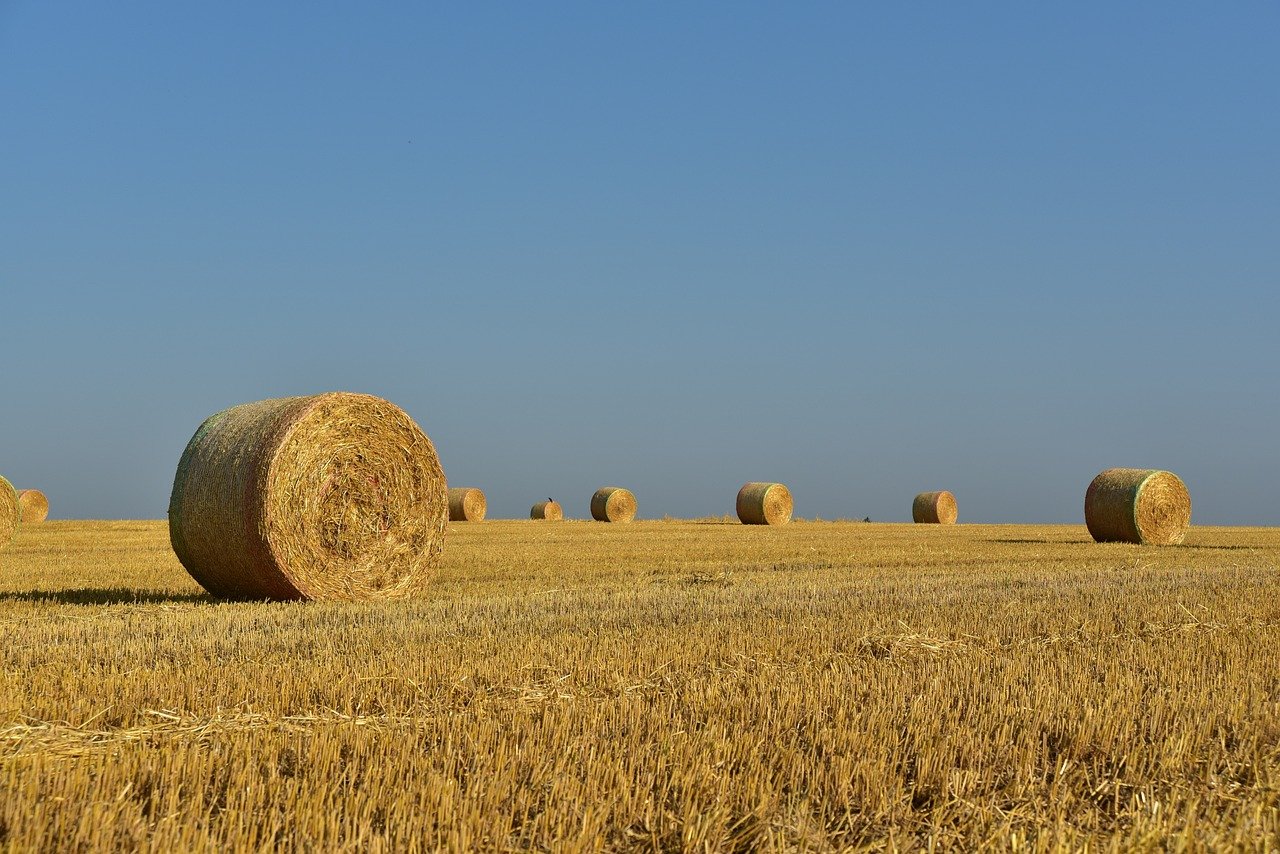 hay, straw bales, hay bales, straw, harvest, rural, agriculture, nature, field, grass, landscape, arable land, summer, hay, hay, hay, hay, hay, hay bales, straw, agriculture